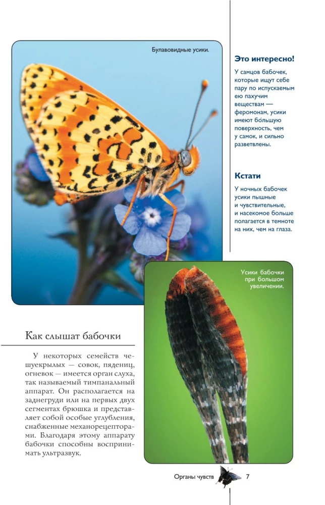 Taureņi. Ilustrēts ceļvedis